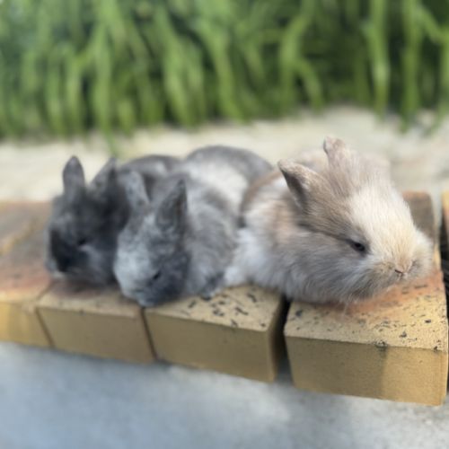 Lapin nain 2 mois #1