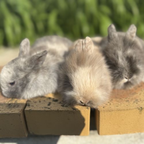 Lapin nain 2 mois #3