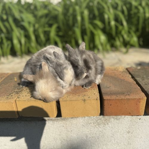 Lapin nain 2 mois #4