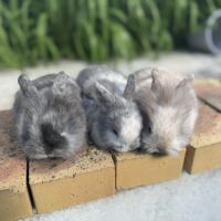 Lapin nain 2 mois #0