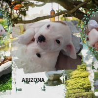 Chiot staffie lof disponible à la réservation