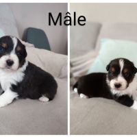Chiot berger australien lof à vendre #1