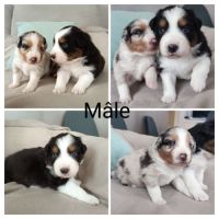 Chiot berger australien lof à vendre #0