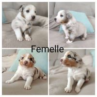 Chiot berger australien lof à vendre #3