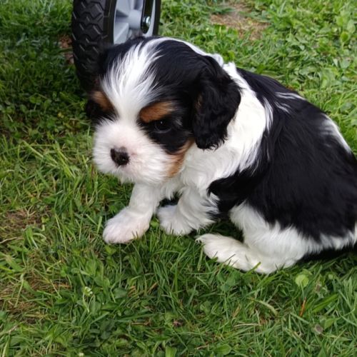 Beaux mâles ckc, un tricolore et un blenheim #1