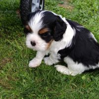 Beaux mâles ckc, un tricolore et un blenheim #1