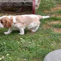 Beaux mâles ckc, un tricolore et un blenheim #0