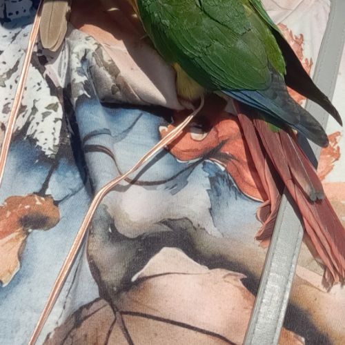 Conure molinae pour eam #3