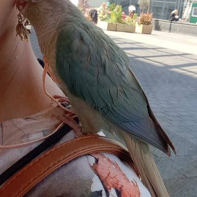 Conure molinae pour eam #5