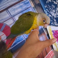 Conure molinae pour eam #1