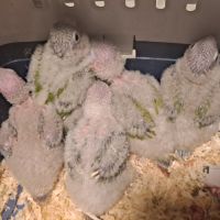 Conure molinae pour eam #2