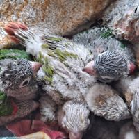 Conure molinae pour eam