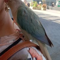 Conure molinae pour eam #5