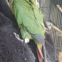 Conure molinae pour eam #6