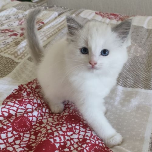 Chatons ragdolls bleus bicolores #1