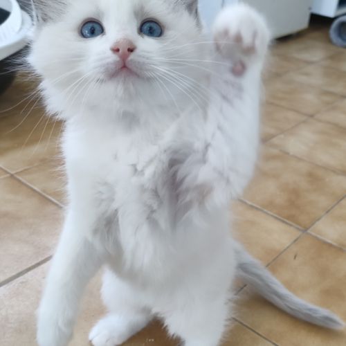 Chatons ragdolls bleus bicolores #3