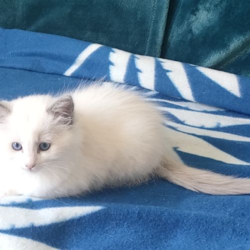 Chatons ragdolls bleus bicolores #4