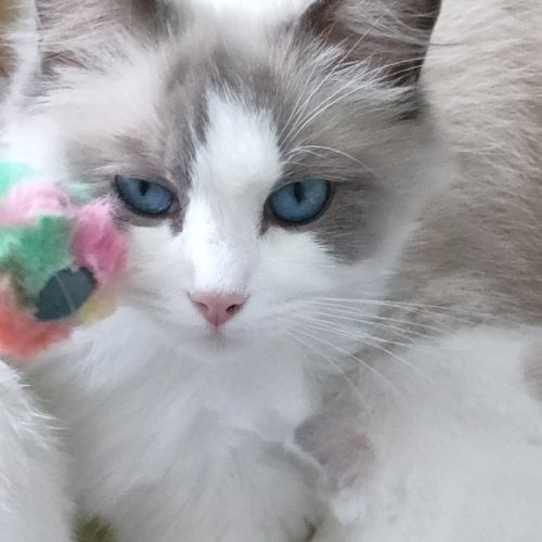 Chatons ragdolls bleus bicolores #5