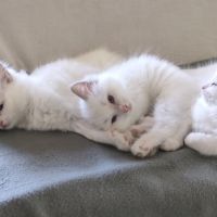 Chatons ragdolls bleus bicolores #0