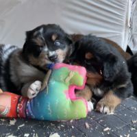 Chiots berger australien