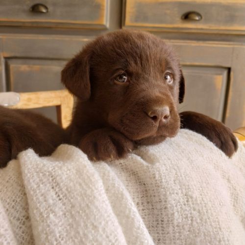 Saillie labrador chocolat