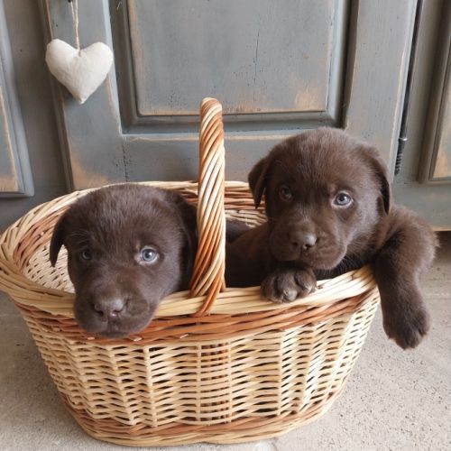 Saillie labrador chocolat #7