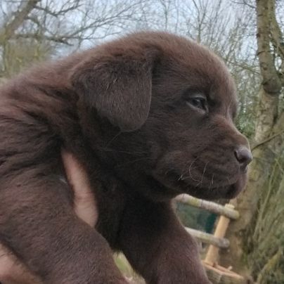 Saillie labrador chocolat #8