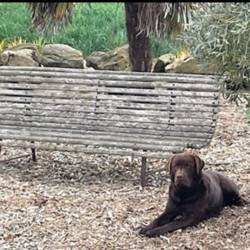 Saillie labrador chocolat #9