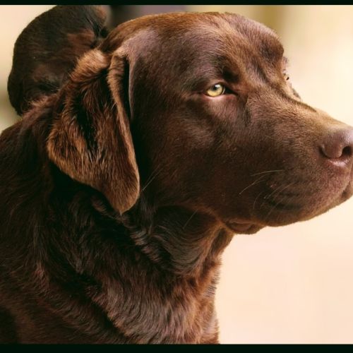 Saillie labrador chocolat #10