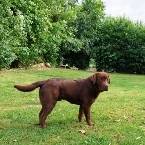 Saillie labrador chocolat #11