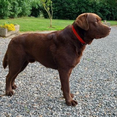Saillie labrador chocolat #12