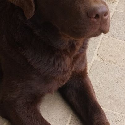 Saillie labrador chocolat #14