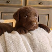 Saillie labrador chocolat
