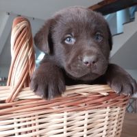 Saillie labrador chocolat #2