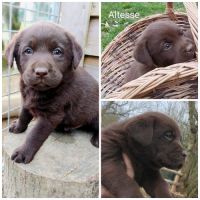 Saillie labrador chocolat #4