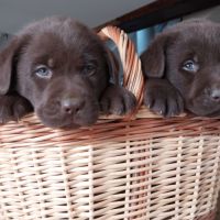 Saillie labrador chocolat #5