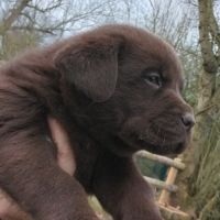 Saillie labrador chocolat #8