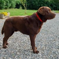 Saillie labrador chocolat #12