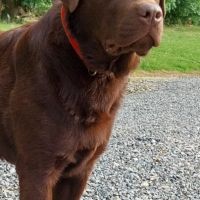 Saillie labrador chocolat #13