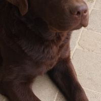 Saillie labrador chocolat #14