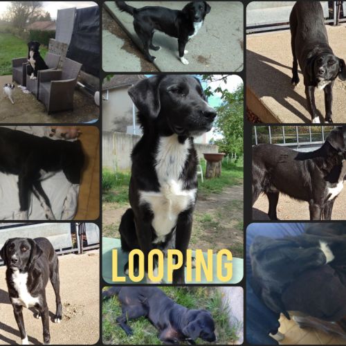 Looping cherche sa nouvelle famille #0