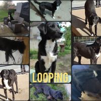 Looping cherche sa nouvelle famille