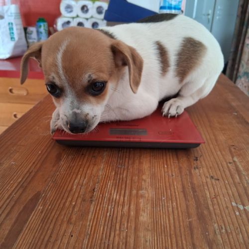 Chihuahua à reserver