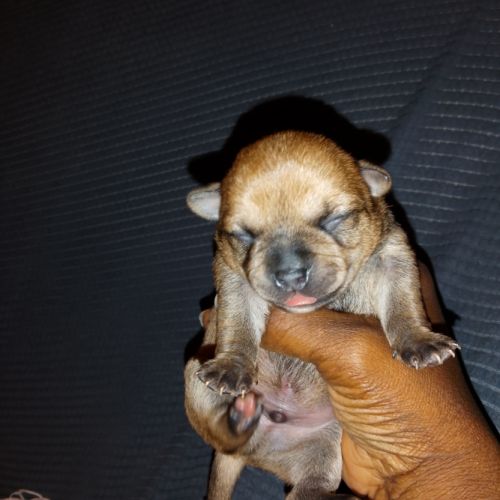 Chihuahua à reserver #3