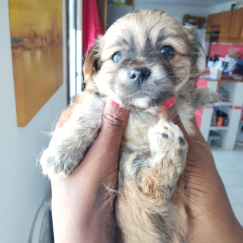 Chihuahua à reserver