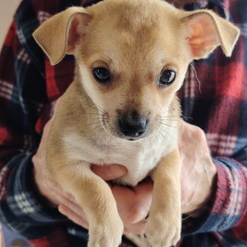 Chihuahua à reserver #2