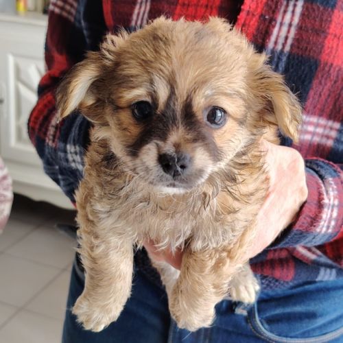 Chihuahua à reserver #3