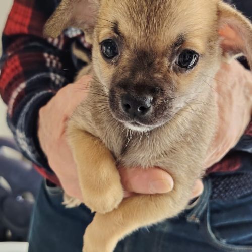 Chihuahua à reserver #5