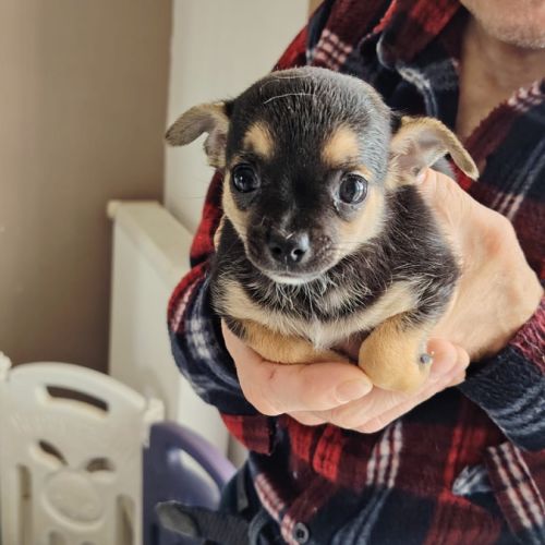 Chihuahua à reserver #0