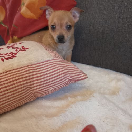 Chihuahua à reserver